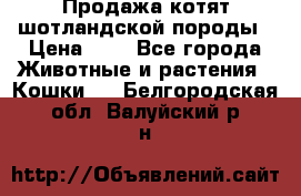 Продажа котят шотландской породы › Цена ­ - - Все города Животные и растения » Кошки   . Белгородская обл.,Валуйский р-н